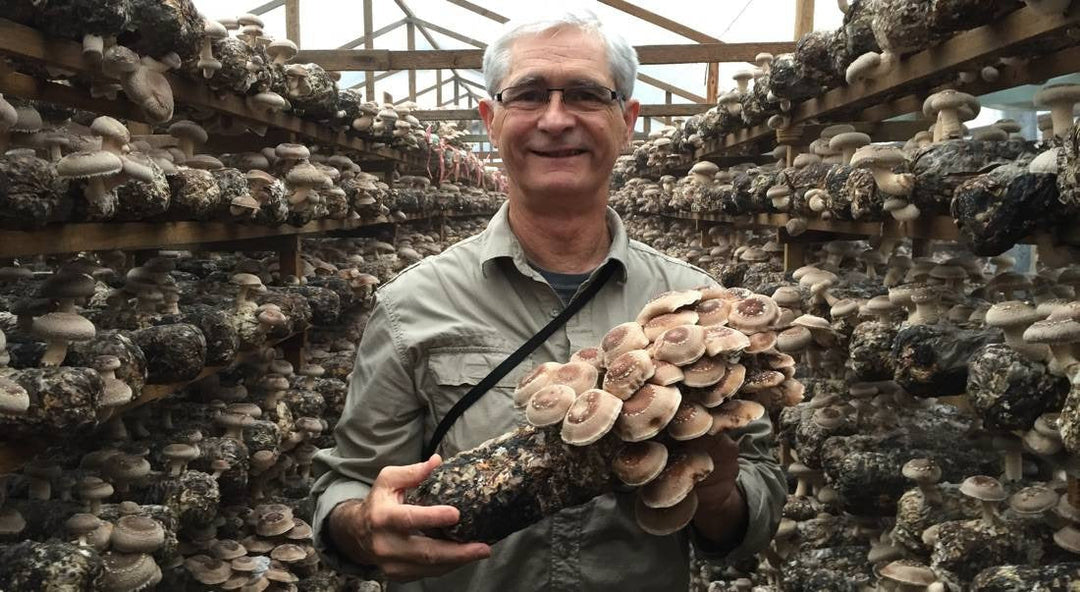 Premium Mushroom Ingredients